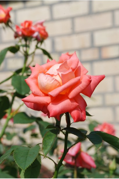  Троянда великоквіткова (лососева) ШТАМБ